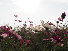 秋桜