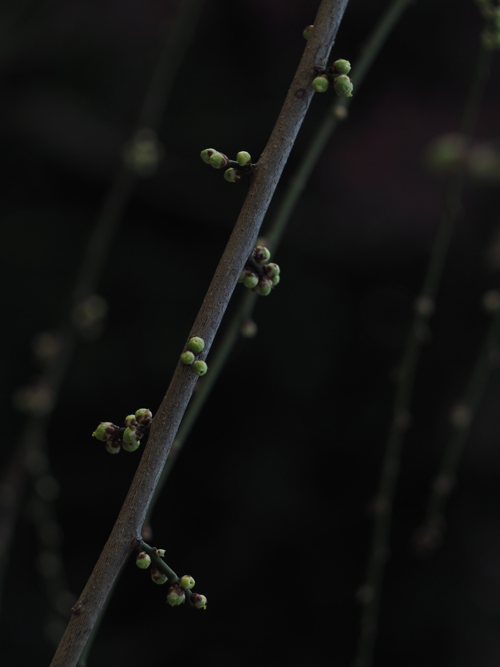 枝垂れ