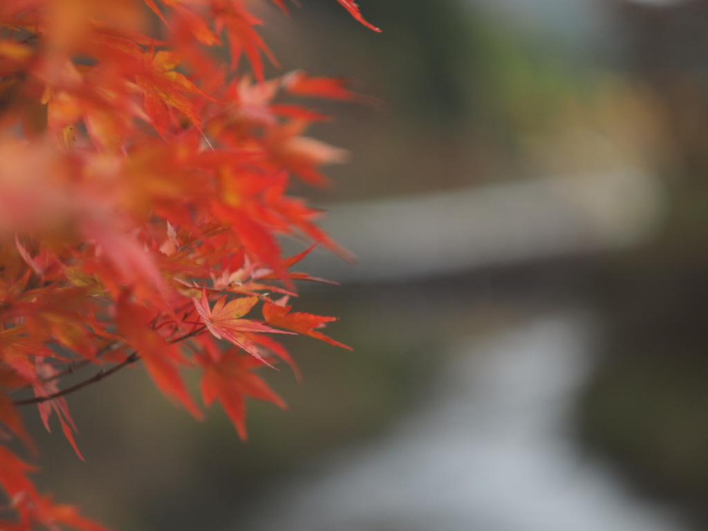 朱