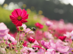 秋桜