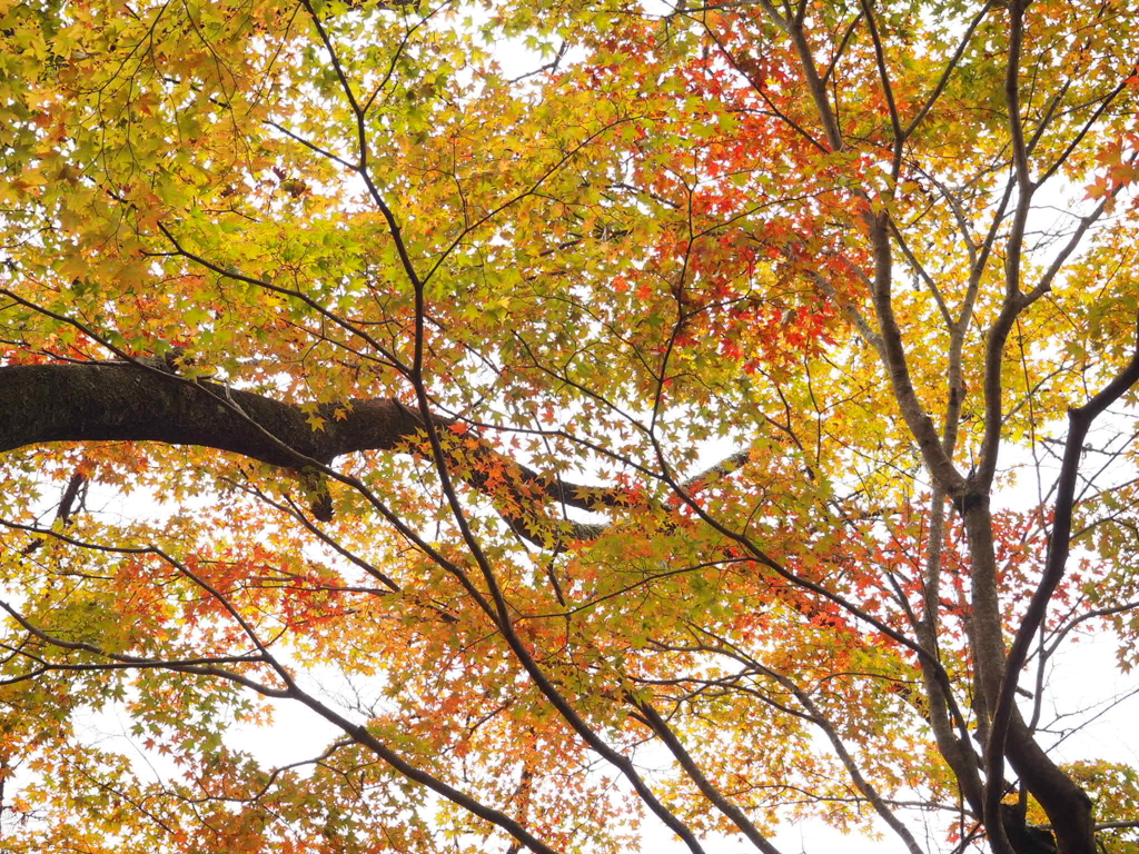 紅葉の中から