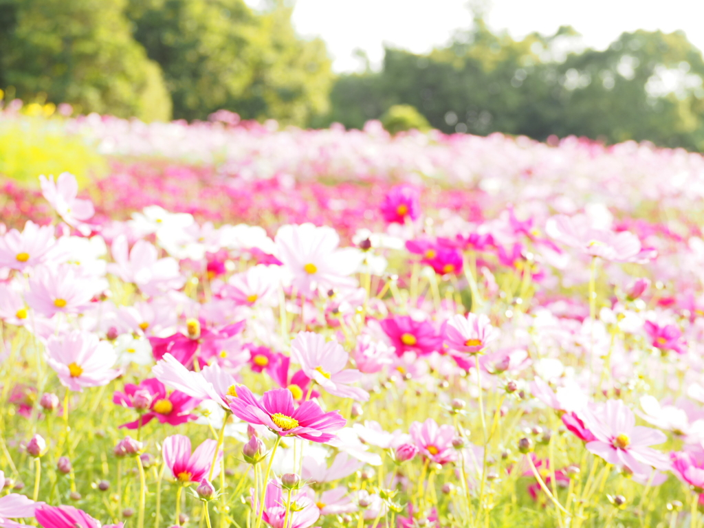 秋桜 