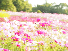 秋桜 