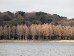 岸の向こうは…