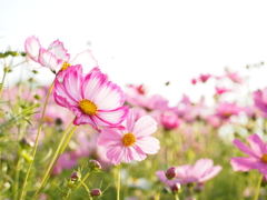 秋桜