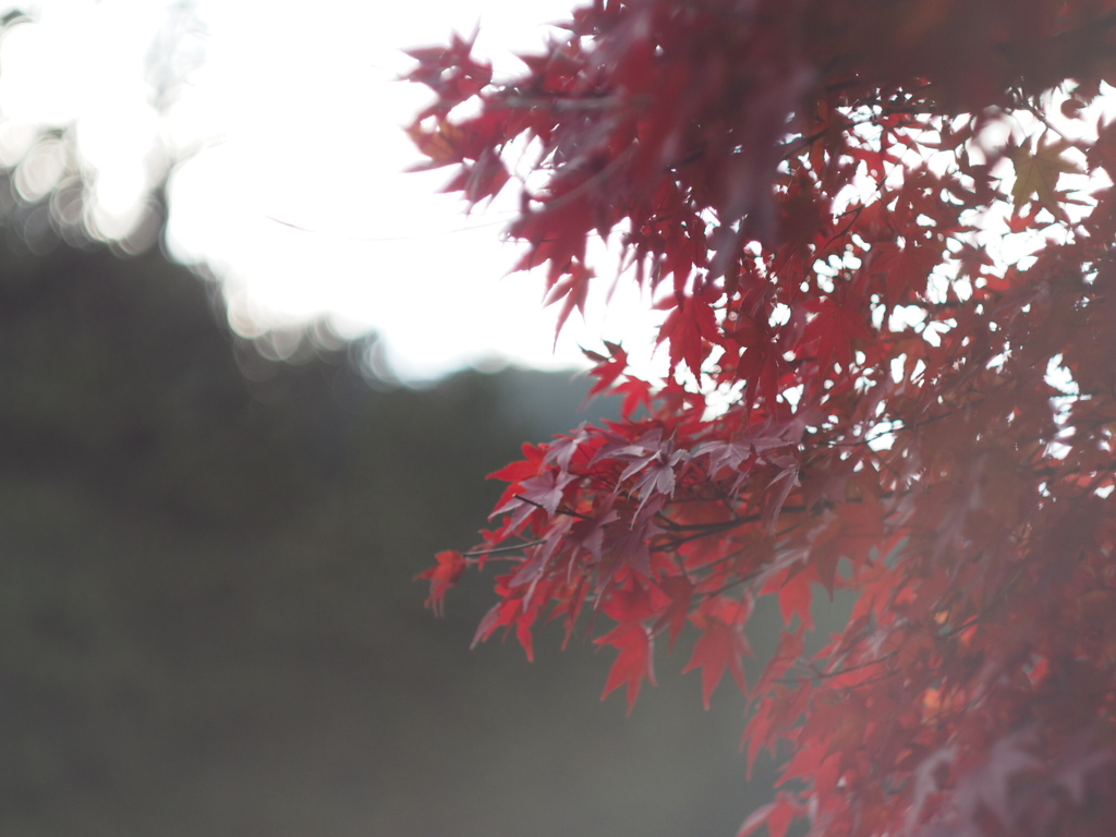 紅