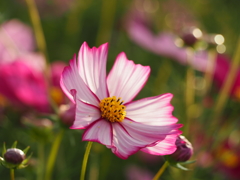秋桜
