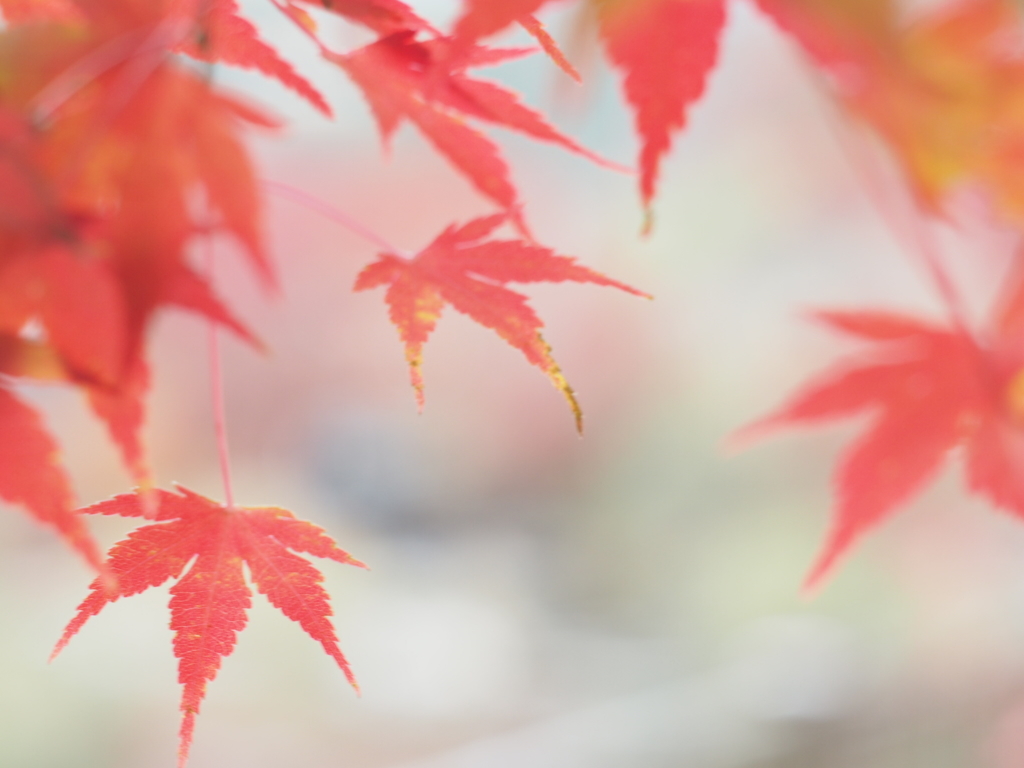 オールドレンズはピント甘くなっちゃう
