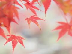 オールドレンズはピント甘くなっちゃう