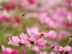 秋桜