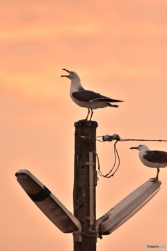 夕暮れのウミネコ