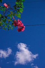 青空と薔薇