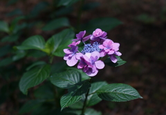 紫陽花