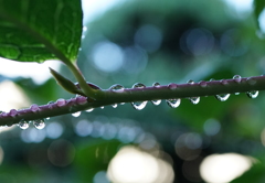 雨上がりの朝