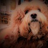バレンタイン♡私の鼻もハートになります。。。