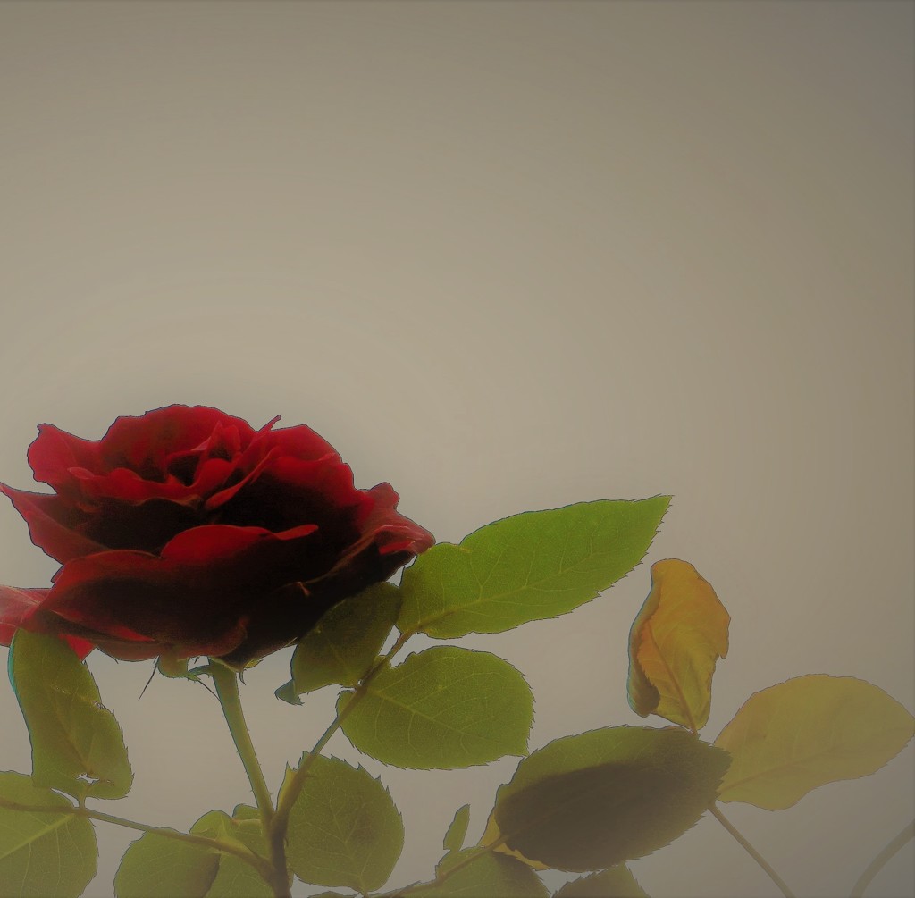薔薇　一凛