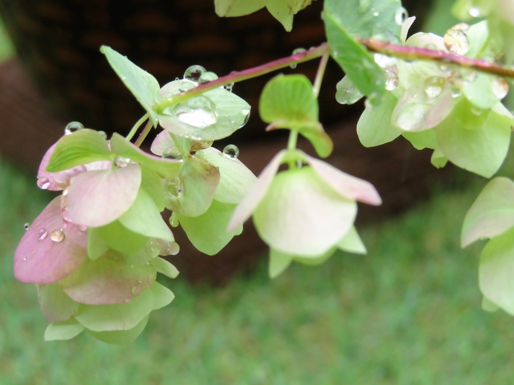 今日の雨