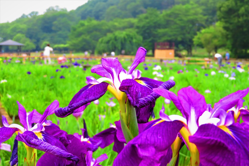 初夏の彩り