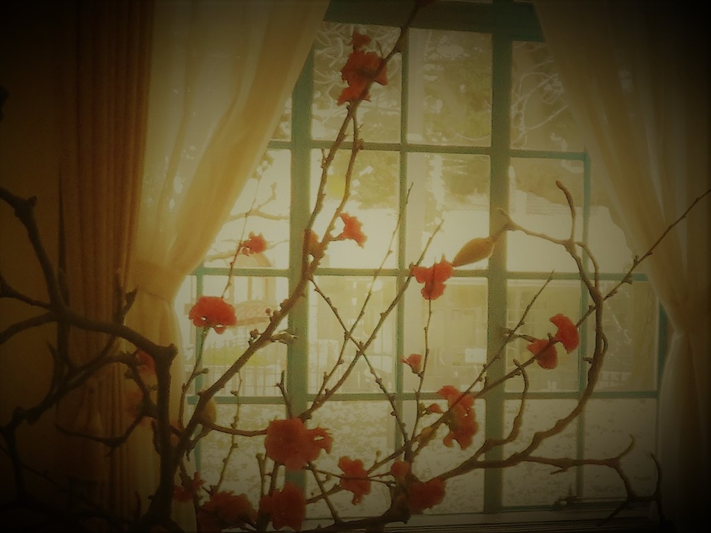 窓辺の花の儚い願いは。。。
