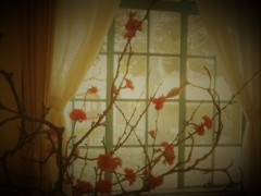 窓辺の花の儚い願いは。。。