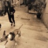 路地散歩　（犬の巻）