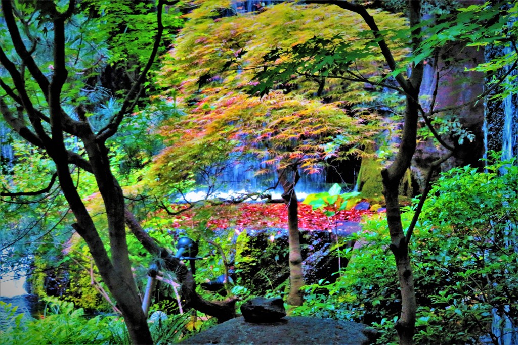 初夏の紅葉　(^_^)