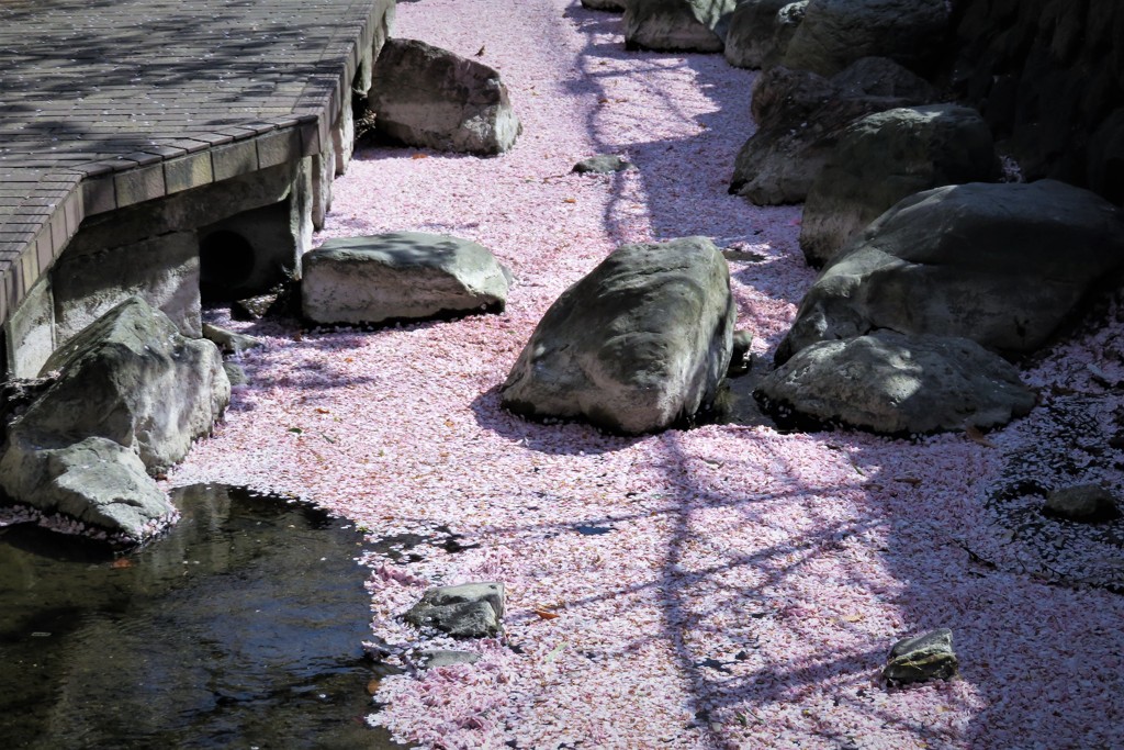 桜・　エピローグ！！！