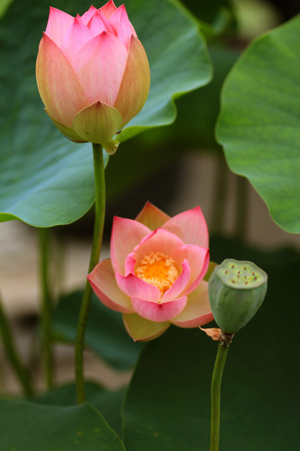 伝承