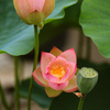 伝承