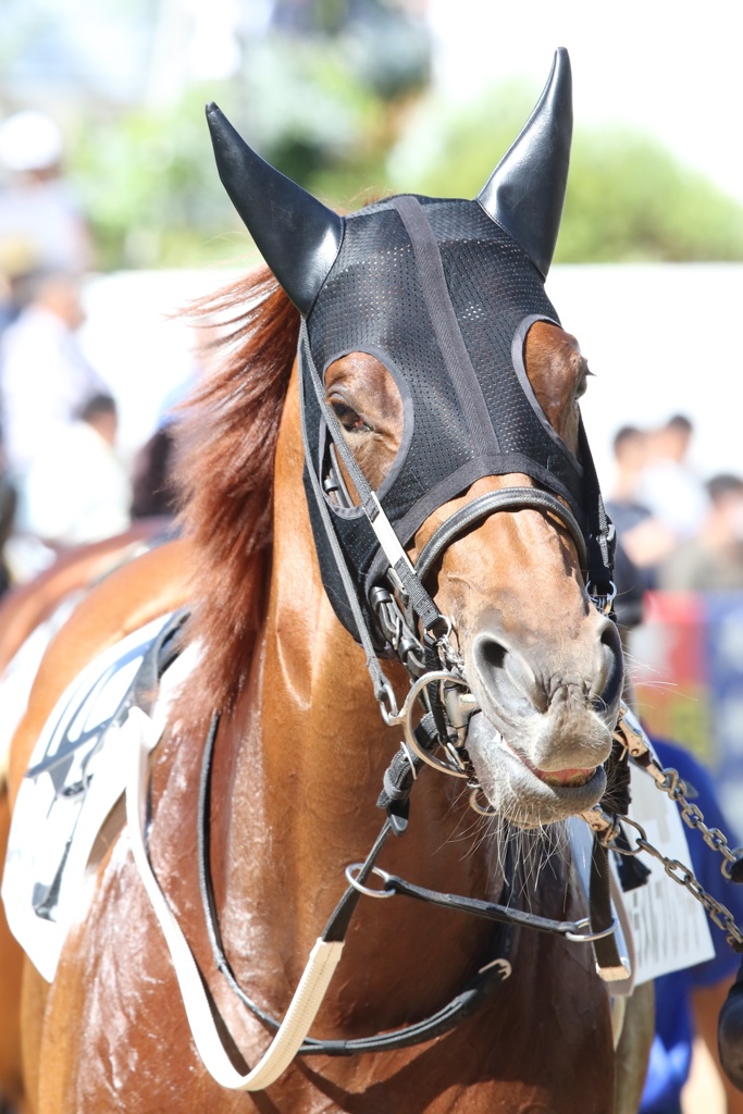 2017.9.18中山競馬場