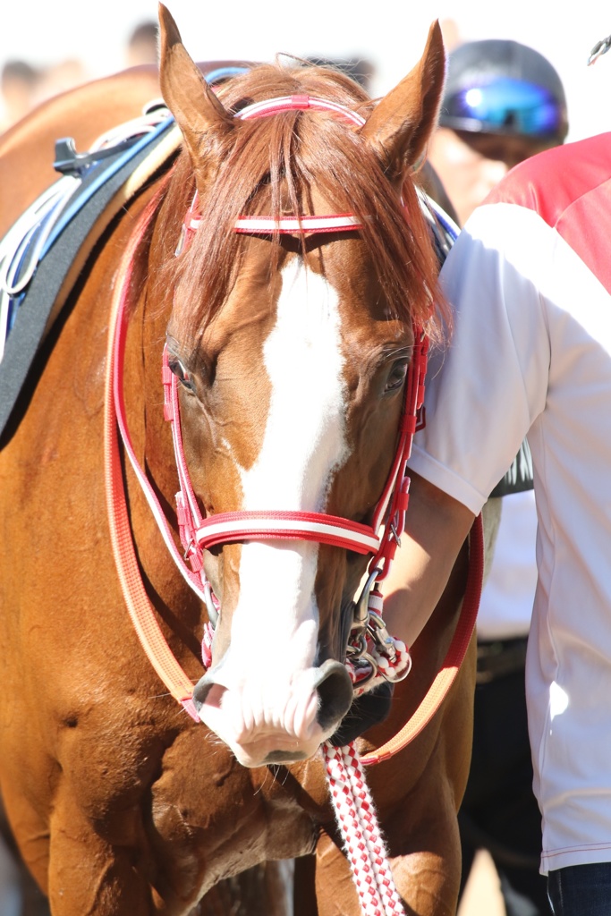 2017.9.18中山競馬場