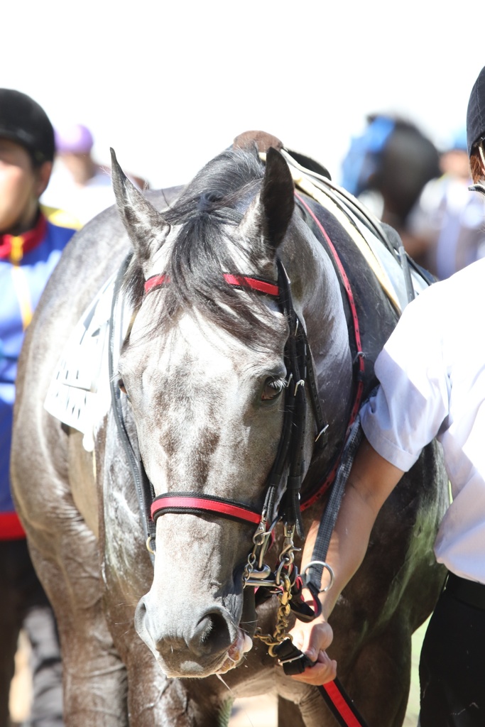 2017.9.18中山競馬場