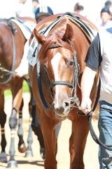 2017.9.18中山競馬場