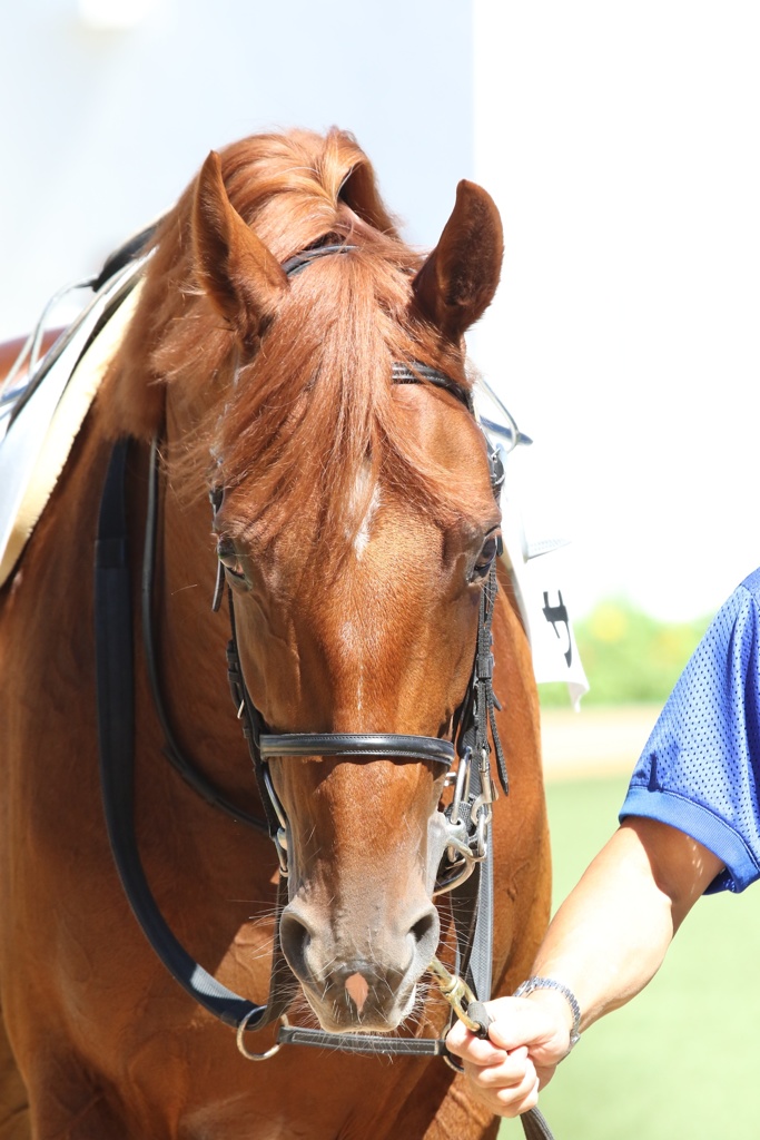 2017.9.18中山競馬場