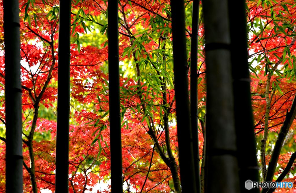 竹林紅葉