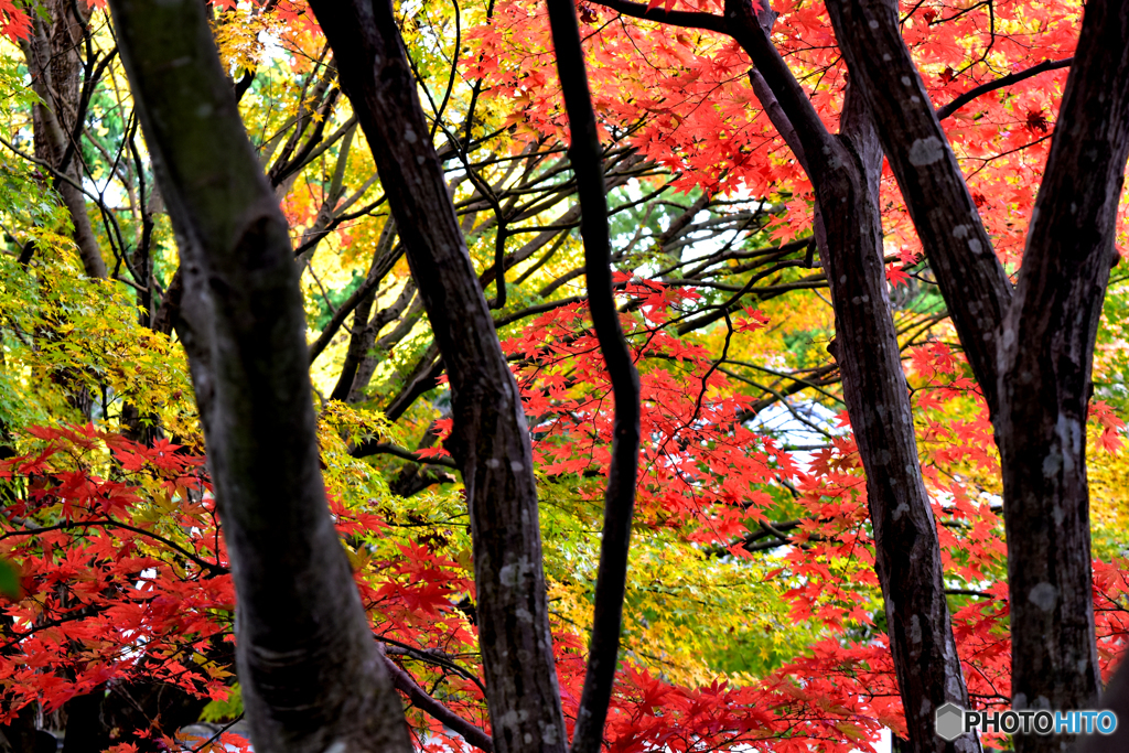 林の紅葉