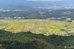 パッチワーク田んぼ