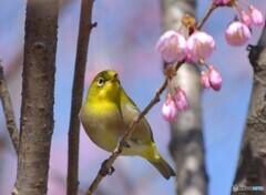 桜じろう