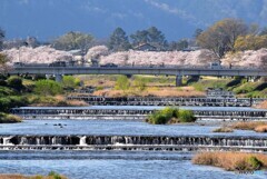 上賀茂の堤桜