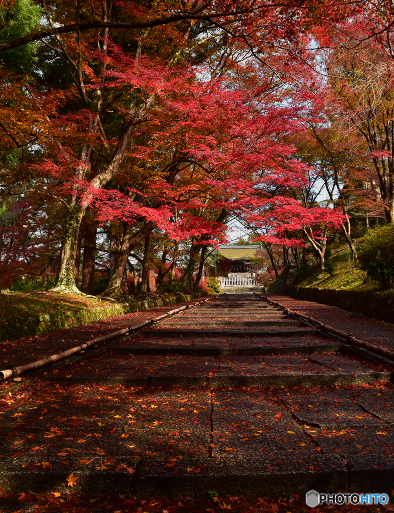 参道に散紅葉