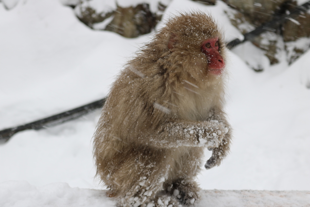 Snow Monkey