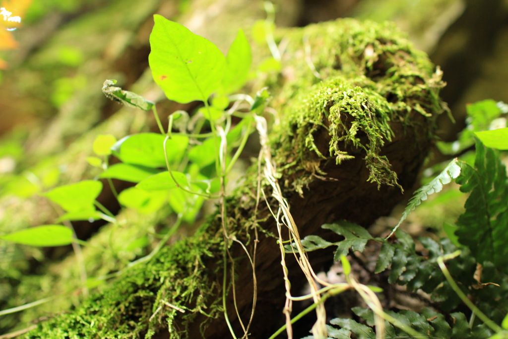 苔と草たち