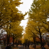 北海道大学銀杏並木
