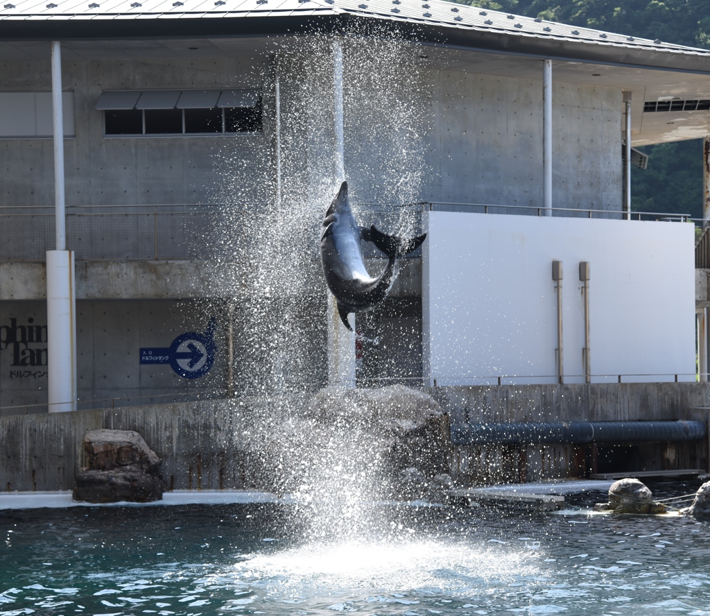 イルカショー