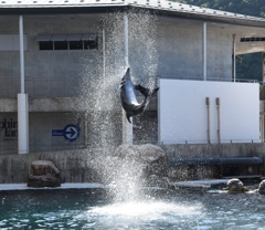 イルカショー