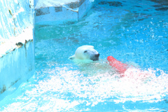 天王寺動物園2