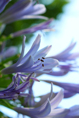 むらさき、みずいろ