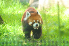 天王寺動物園1