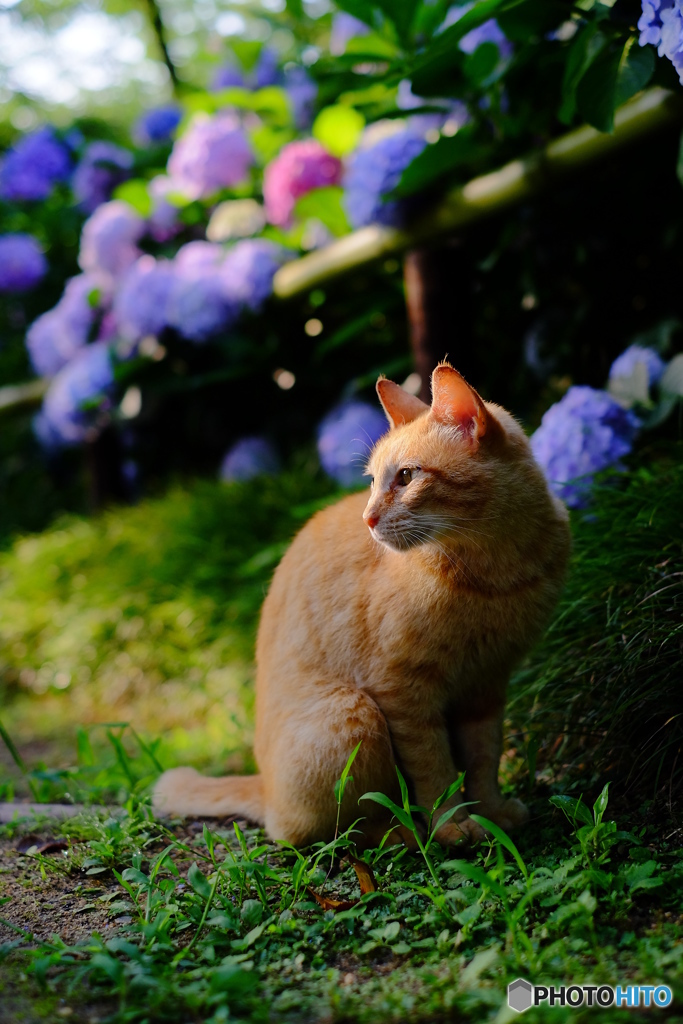 紫陽花と猫　横顔