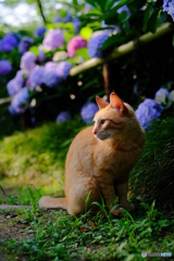 紫陽花と猫　横顔